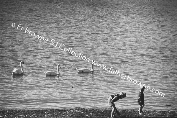 BIRDS ON ABBEY RIVER